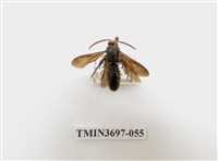 藏品(膜翅目(蜂))的圖片